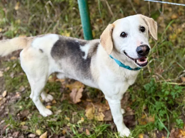 Znaleziono psa, Chojnice, 18 września 2025 (2/5)