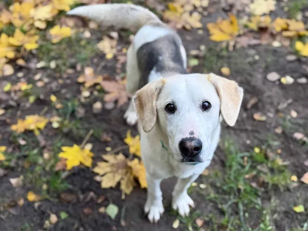 Znaleziono psa, Chojnice, 18 września 2025 (3/5)