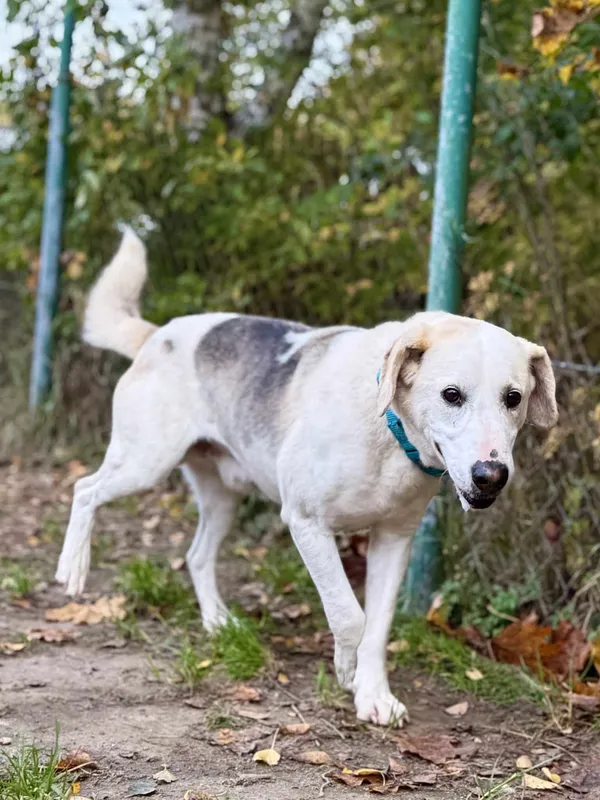 Znaleziono psa, Chojnice, 18 września 2025 (4/5)