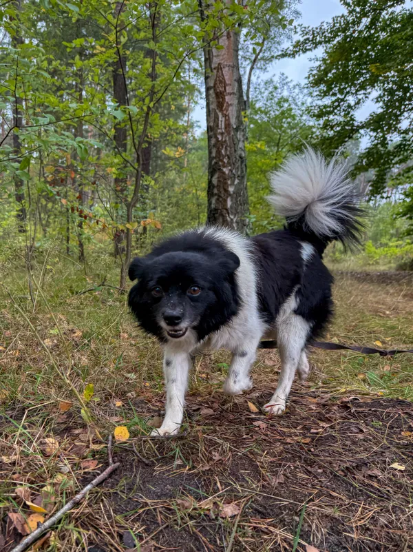 Pies do adopcji, Włocławek, 18 września 2025 (1/5)