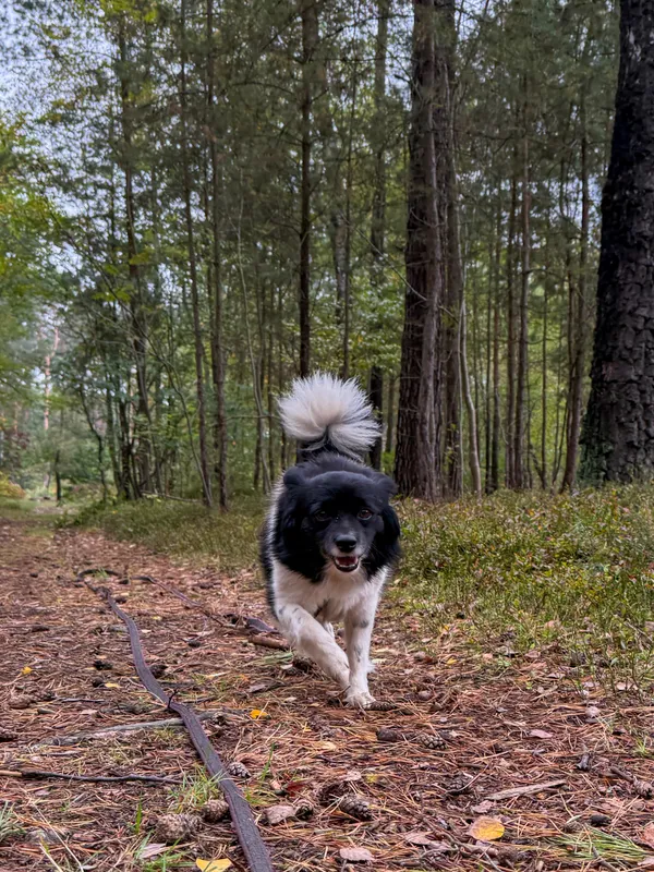 Pies do adopcji, Włocławek, 18 września 2025 (4/5)