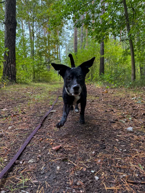 Pies do adopcji, Włocławek, 18 września 2025 (1/5)