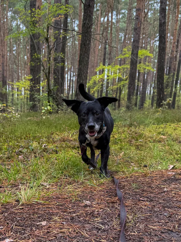 Pies do adopcji, Włocławek, 18 września 2025 (5/5)