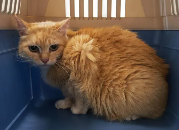 Znaleziono kota, Łódź, 19 września 2025 (2/4)