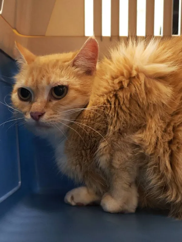 Znaleziono kota, Łódź, 19 września 2025 (3/4)