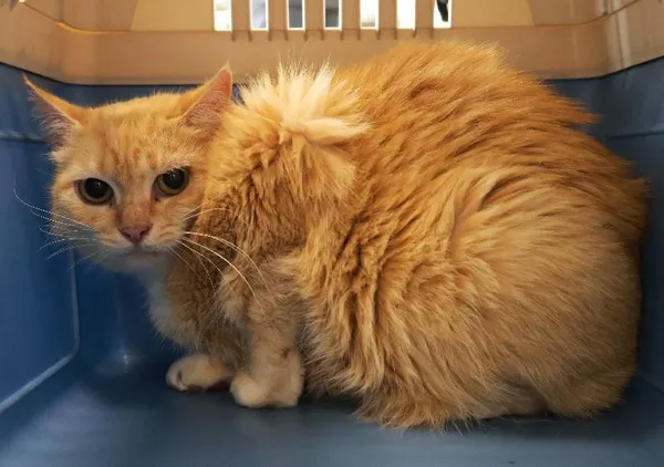 Znaleziono kota, Łódź, 19 września 2025 (4/4)