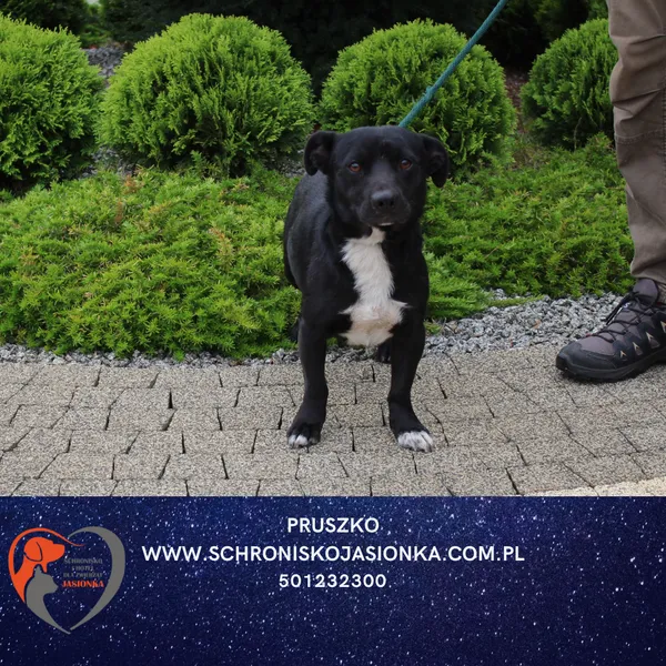 Pies do adopcji, Dębniak, 19 września 2025