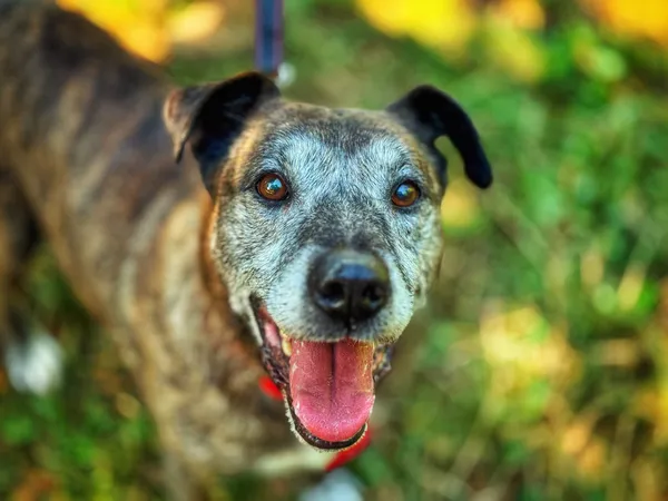 Pies do adopcji, Dłużyna Górna, 19 września 2025 (2/5)