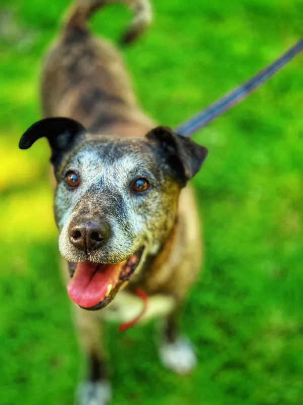 Pies do adopcji, Dłużyna Górna, 19 września 2025 (5/5)