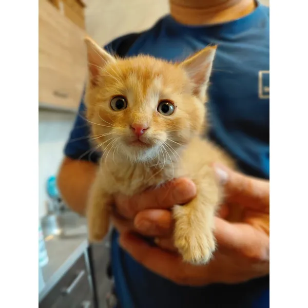 Znaleziono kota, Białystok, 17 września 2025