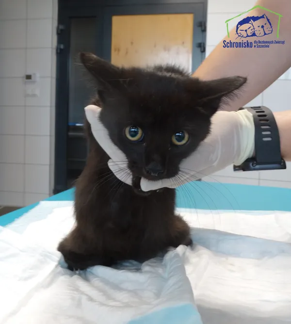 Kot do adopcji, Szczecin, 5 września 2025
