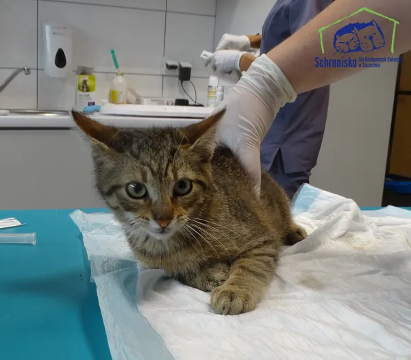 Kot do adopcji, Szczecin, 5 września 2025