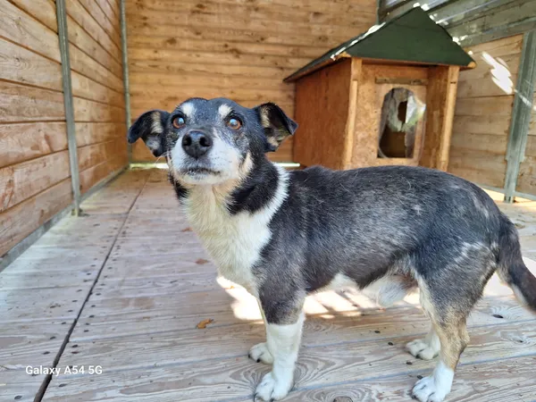 Pies do adopcji, Orzechowce, 18 września 2025 (2/4)