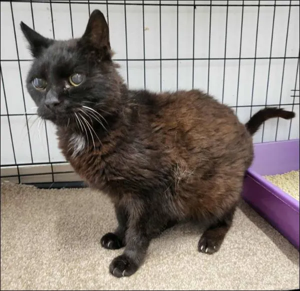 Znaleziono kota, Grudziądz, 19 września 2025