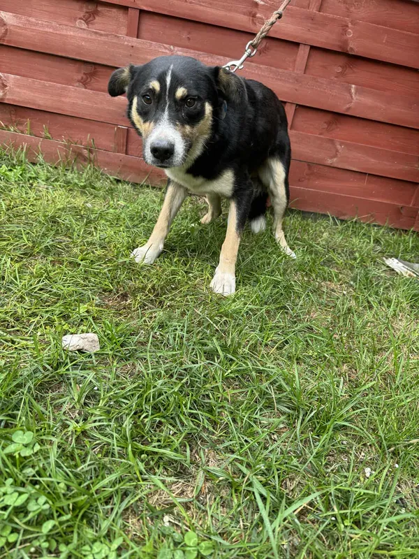 Znaleziono psa, Czartki, 19 września 2025