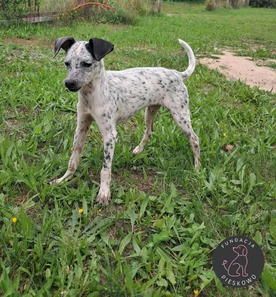 Pies do adopcji, Wolsztyn, 19 września 2025