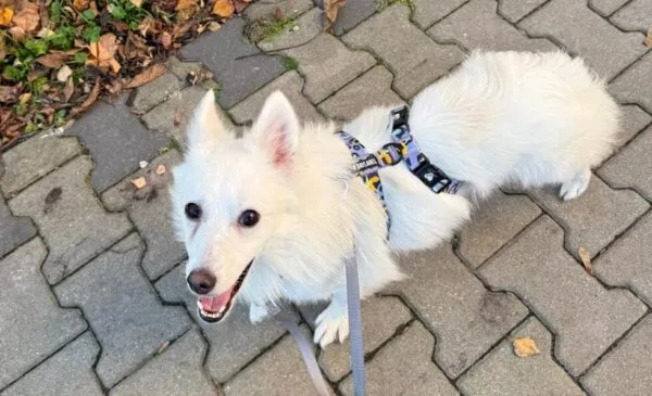 Pies do adopcji, Głowno, 18 września 2025 (3/5)