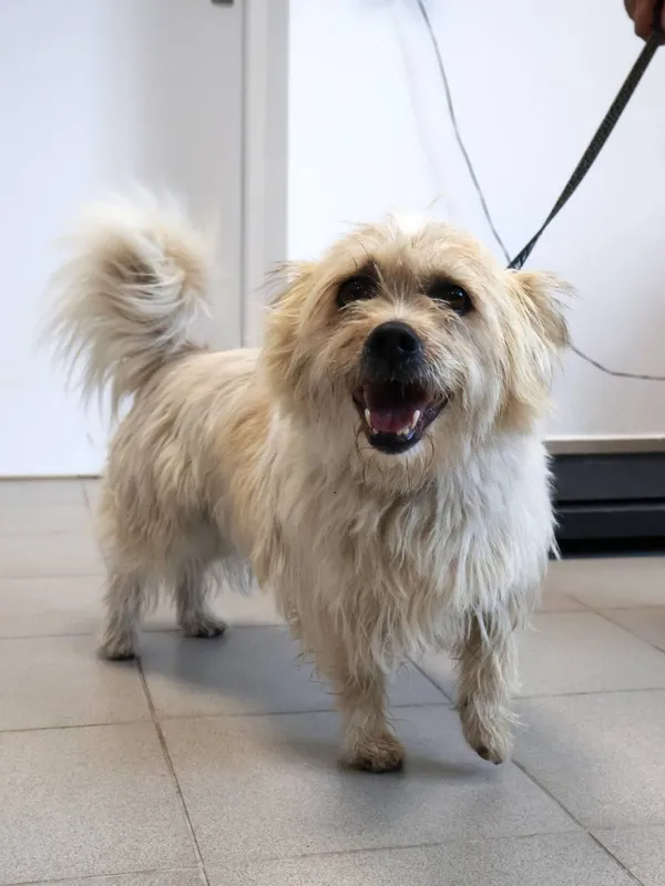 Znaleziono psa, Łódź, 18 września 2025 (2/5)