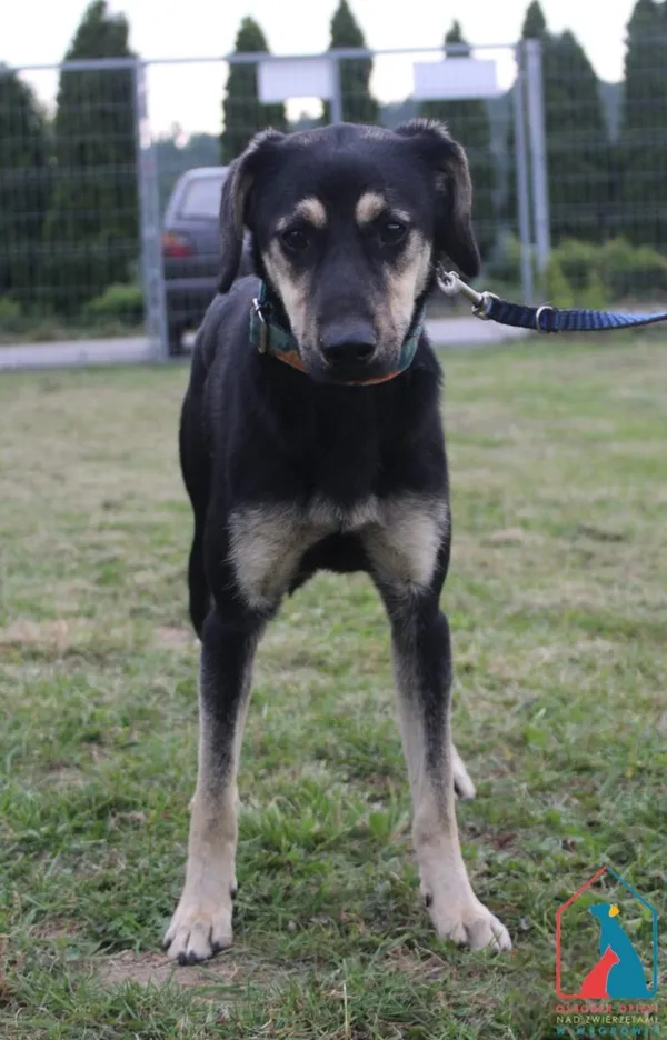 Pies do adopcji, Grudziądz, 27 sierpnia 2025