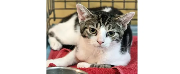 Znaleziono kota, Wrocław, 6 lipca 2025