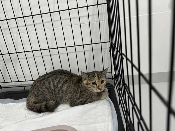 Znaleziono kota, Czartki, 19 września 2025