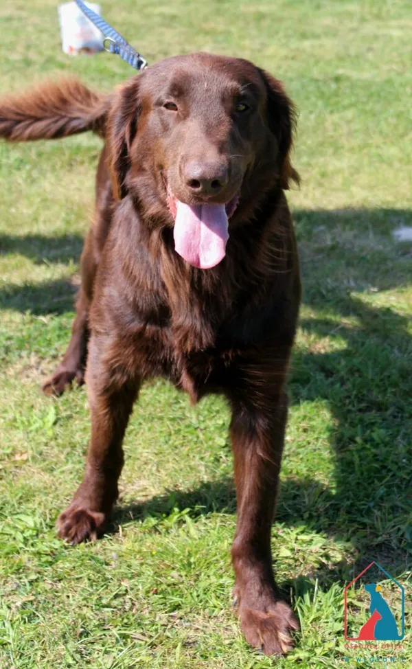 Pies do adopcji, Grudziądz, 27 sierpnia 2025