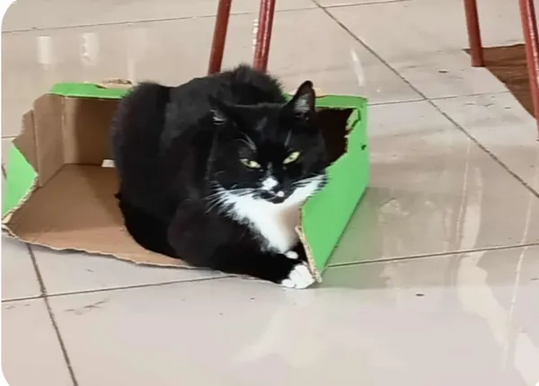 Zaginął kot, Łódź, 19 września 2025