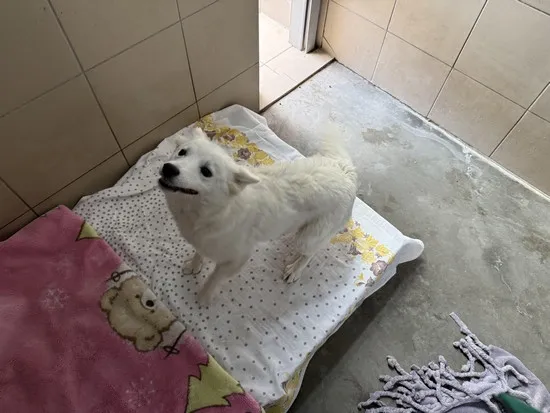 Pies do adopcji, Kraków, 4 września 2025