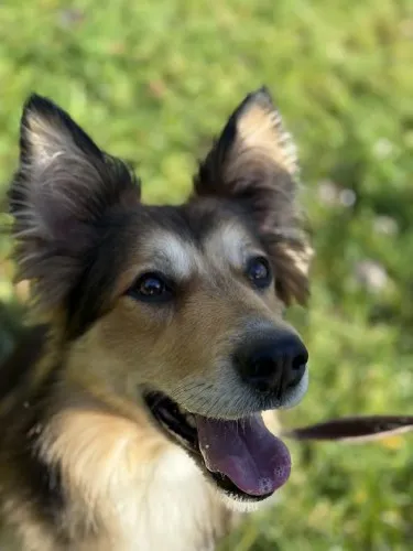 Pies do adopcji, Kraków, 4 września 2025 (3/4)