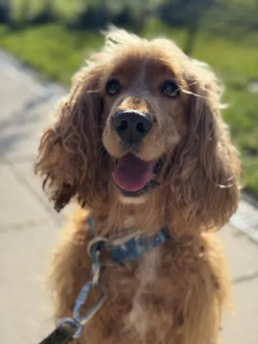 Pies do adopcji, Kraków, 5 września 2025 (1/3)