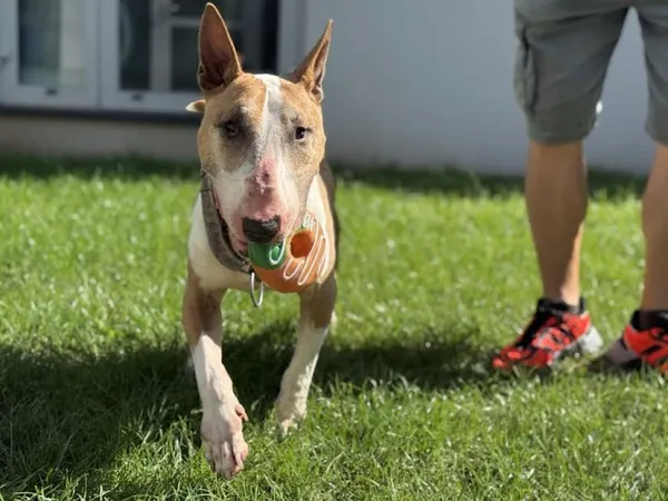 Pies do adopcji, Kraków, 5 września 2025 (3/5)