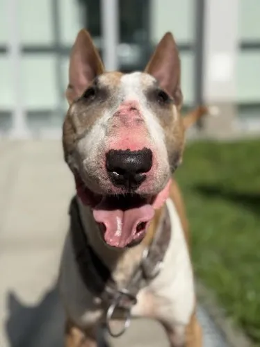 Pies do adopcji, Kraków, 5 września 2025 (4/5)