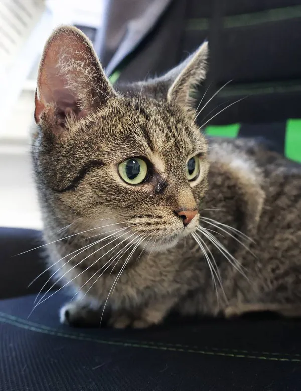 Znaleziono kota, Łódź, 19 września 2025 (3/4)