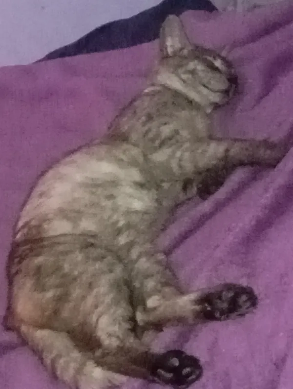 Zaginął kot, Tworyczów, 20 września 2025 (1/3)