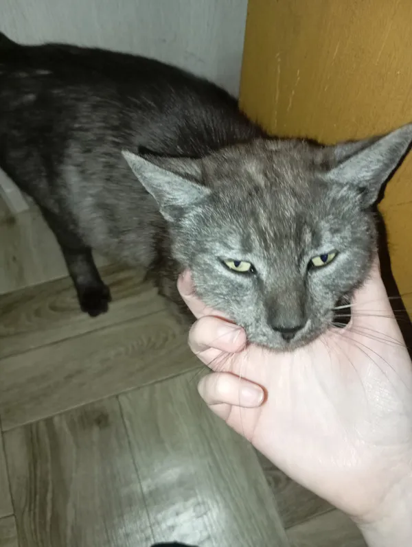 Zaginął kot, Tworyczów, 20 września 2025 (2/3)