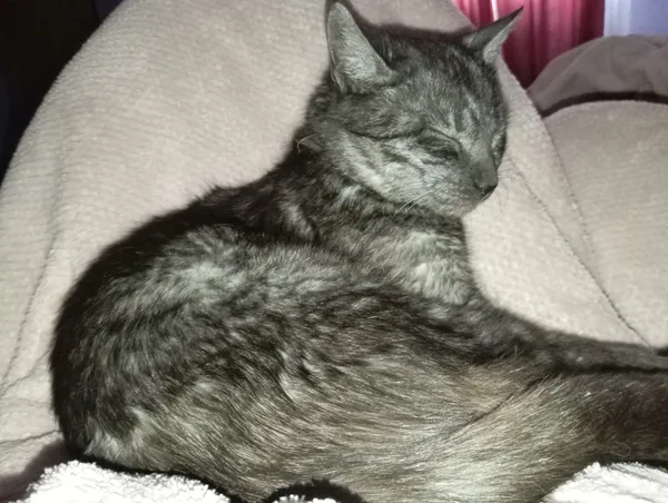 Zaginął kot, Tworyczów, 20 września 2025 (3/3)