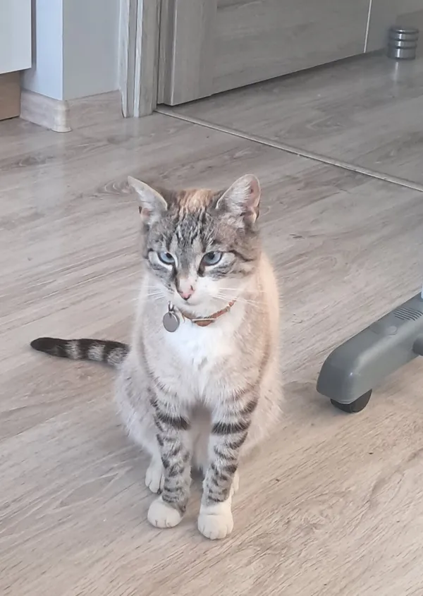 Zaginął kot, Łódź, 20 września 2025