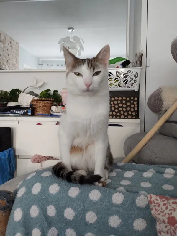 Zaginął kot, Łódź, 20 września 2025