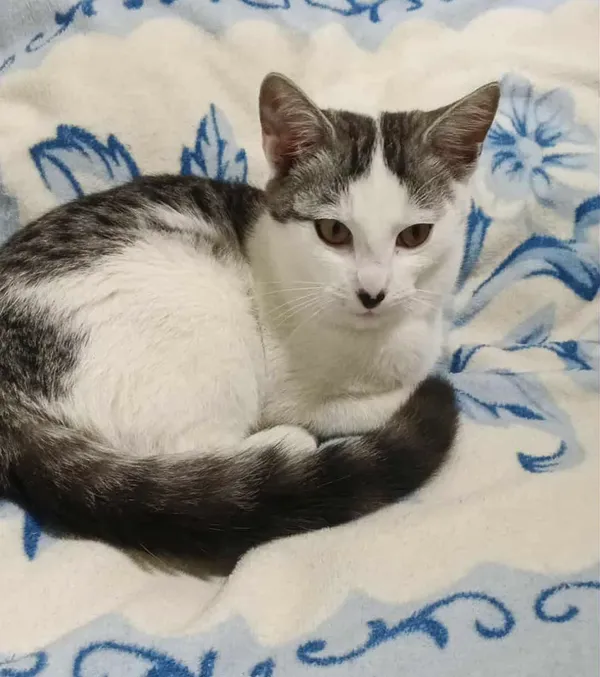 Zaginął kot, Łódź, Stare Miasto, 21 września 2025