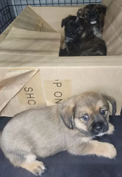 Znaleziono psa, Radom, 19 września 2025