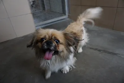 Pies do adopcji, Kraków, 6 września 2025