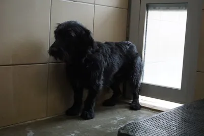 Pies do adopcji, Kraków, 6 września 2025