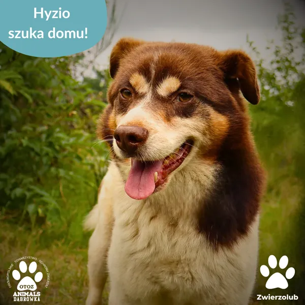 Znaleziono psa, Dąbrówka, 20 września 2025 (1/4)