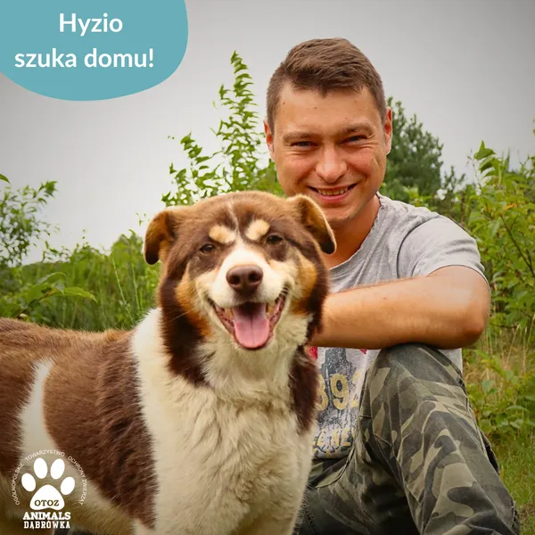 Znaleziono psa, Dąbrówka, 20 września 2025 (3/4)