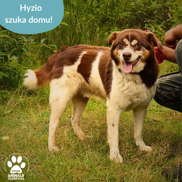 Znaleziono psa, Dąbrówka, 20 września 2025 (4/4)