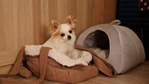 Zaginął pies, Wrocław, Ołtaszyn, 21 września 2025