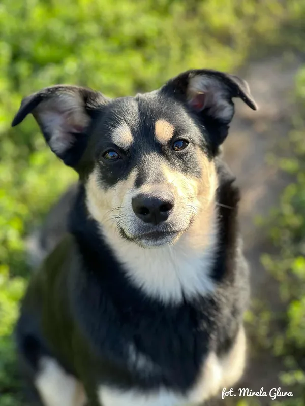 Pies do adopcji, Bydgoszcz, 21 września 2025 (1/5)