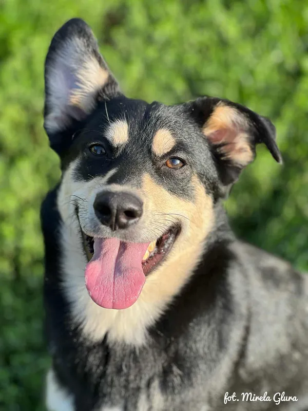 Pies do adopcji, Bydgoszcz, 21 września 2025 (2/5)