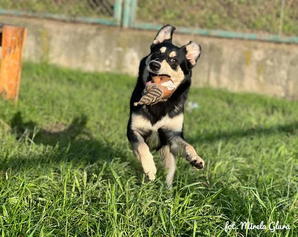 Pies do adopcji, Bydgoszcz, 21 września 2025 (3/5)