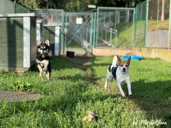 Pies do adopcji, Bydgoszcz, 21 września 2025 (4/5)